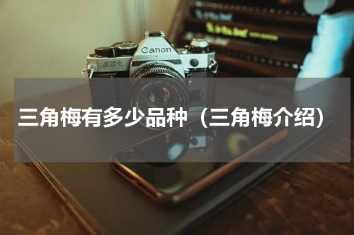 三角梅有多少品种（三角梅介绍）